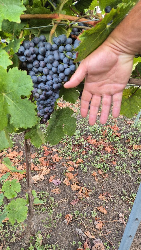 20. vino-rudolf 2024 léto 1